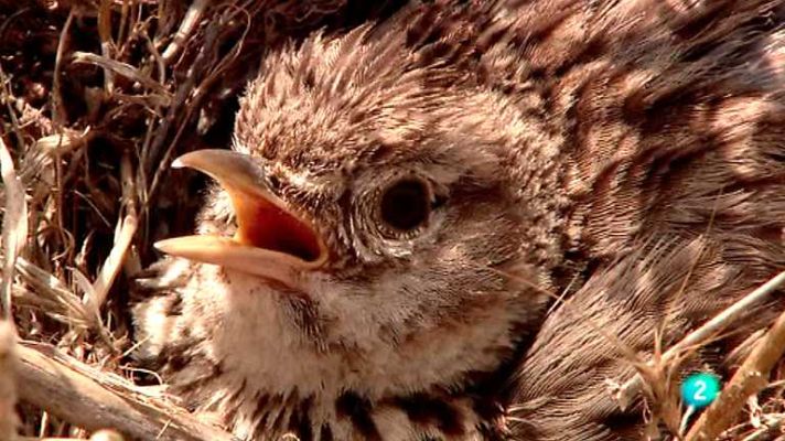 Biodiario - Biodiario - 24/12/12