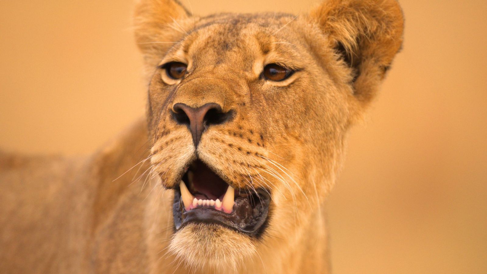 Gladiadores - La charca - ver ahora