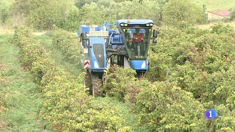 Informativo Telerioja - 24-09-2024 | Ver