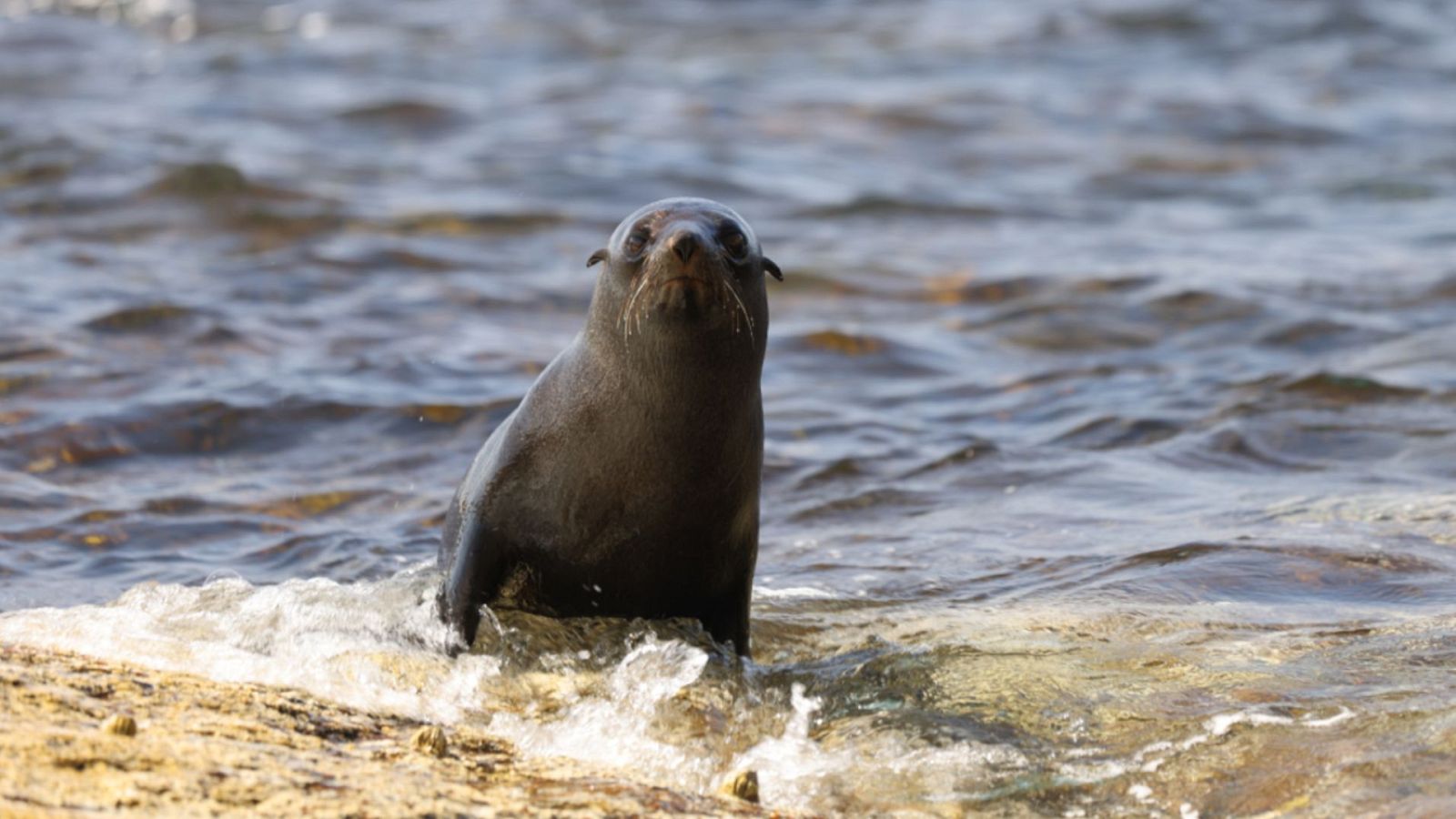 Gladiadores - Costa salvaje - ver ahora