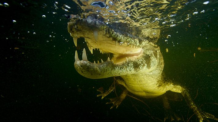 Gladiadores - El río de la selva
