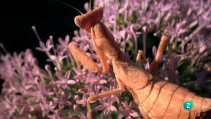 Biodiario - Biodiario - 26/12/12