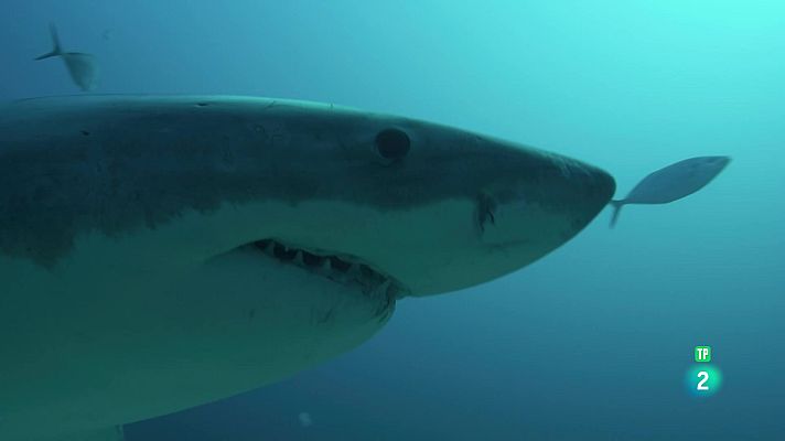 Som Documentals - Gladiadors: La costa salvatge