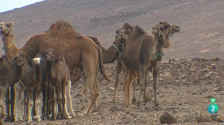 La aventura del Saber - Unamuno, desterrado