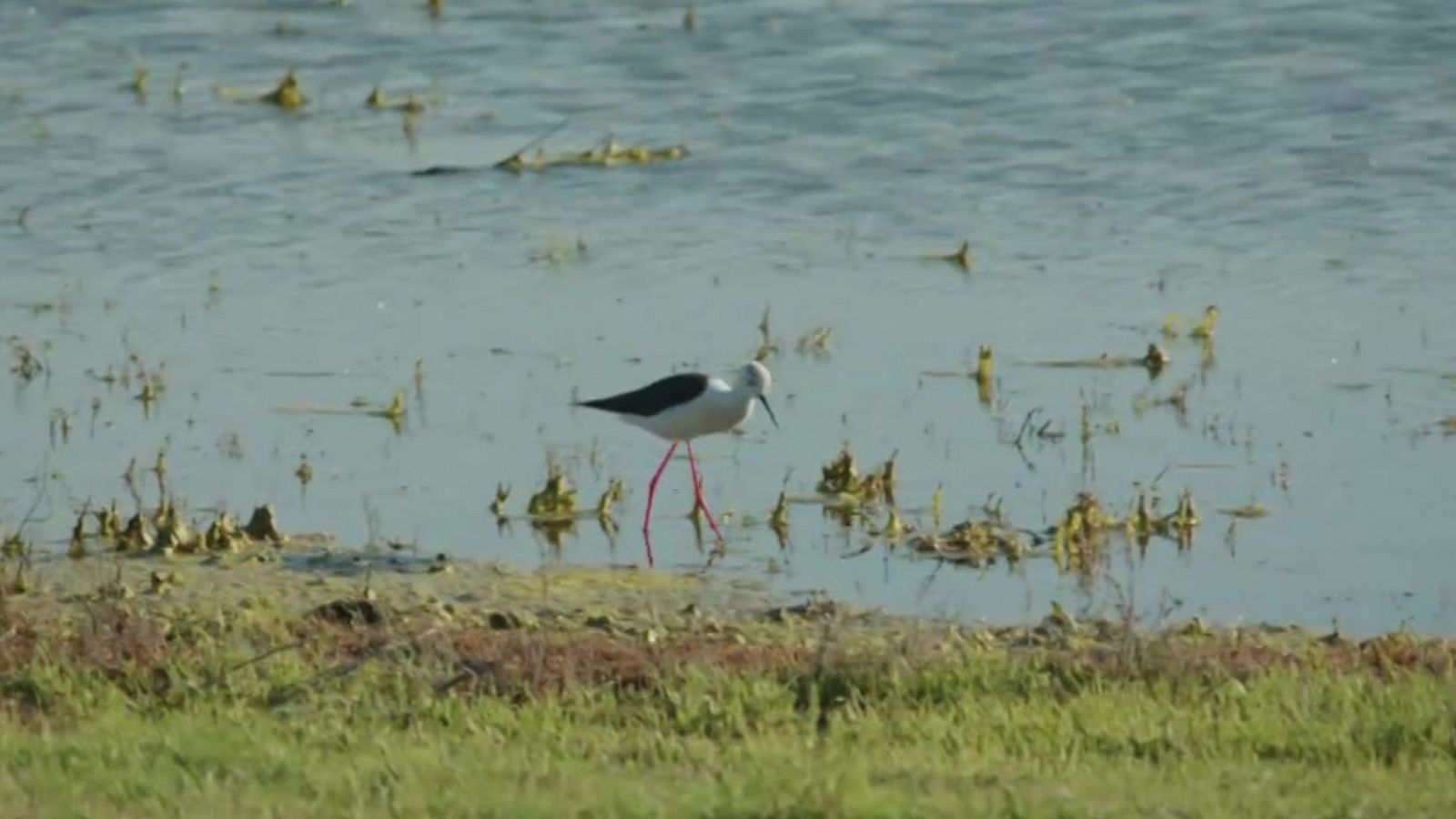 Objetivo Planeta - Los humedales dan vida - ver ahora