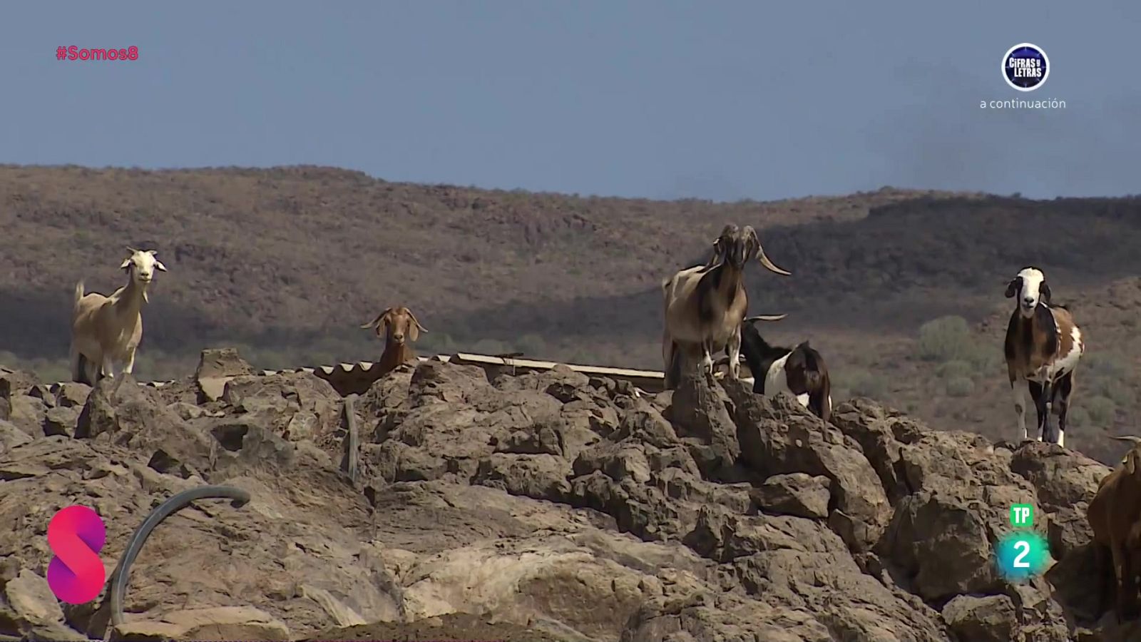 Somos 8 - 26/09/2024 - Somos 8 | Ver