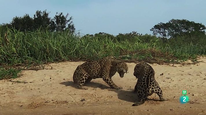 Som Documentals - Gladiadors: Aiguamolls