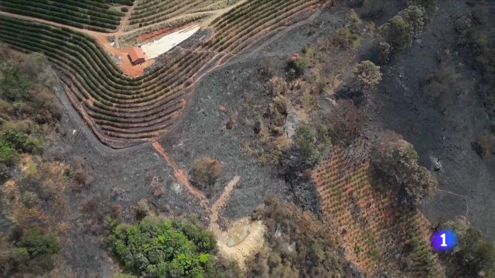 El café no deja de subir - Telediario Fin de Semana | Ver