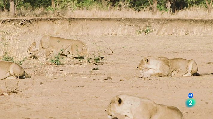 Som Documentals - Els lleons de la sabana més seca