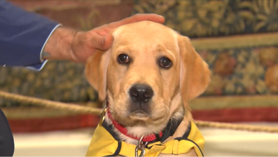Educando a un perro gu�a de la ONCE en un palacio - La tarde en 24h | Ver