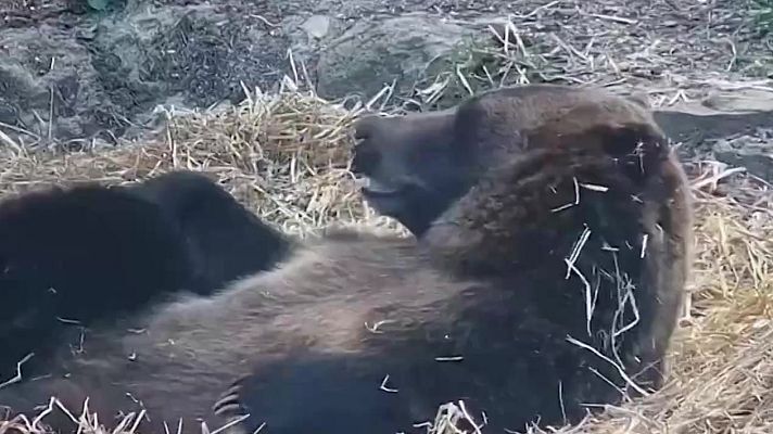 Aquí la Tierra - Nita la oso grizzly