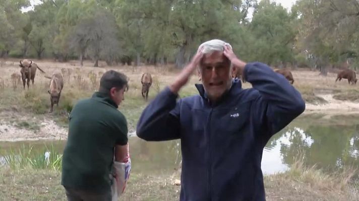 Aquí la Tierra - Itu y el  bisonte