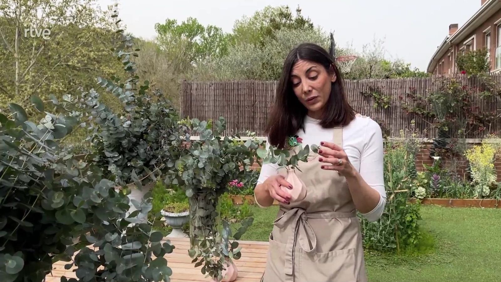 Eucaliptus preservat - Va de Verd - Va de verd | Veure