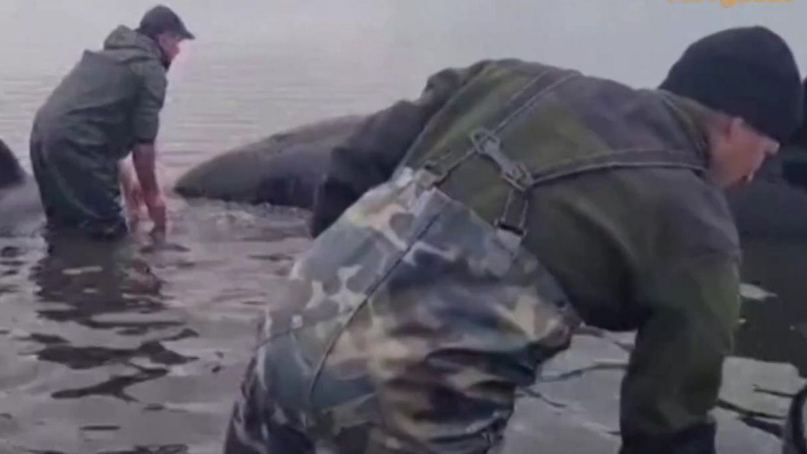 Al rescate de las orcas | Ver