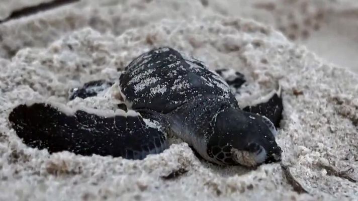 Aquí la Tierra - Tortugas en Kenia
