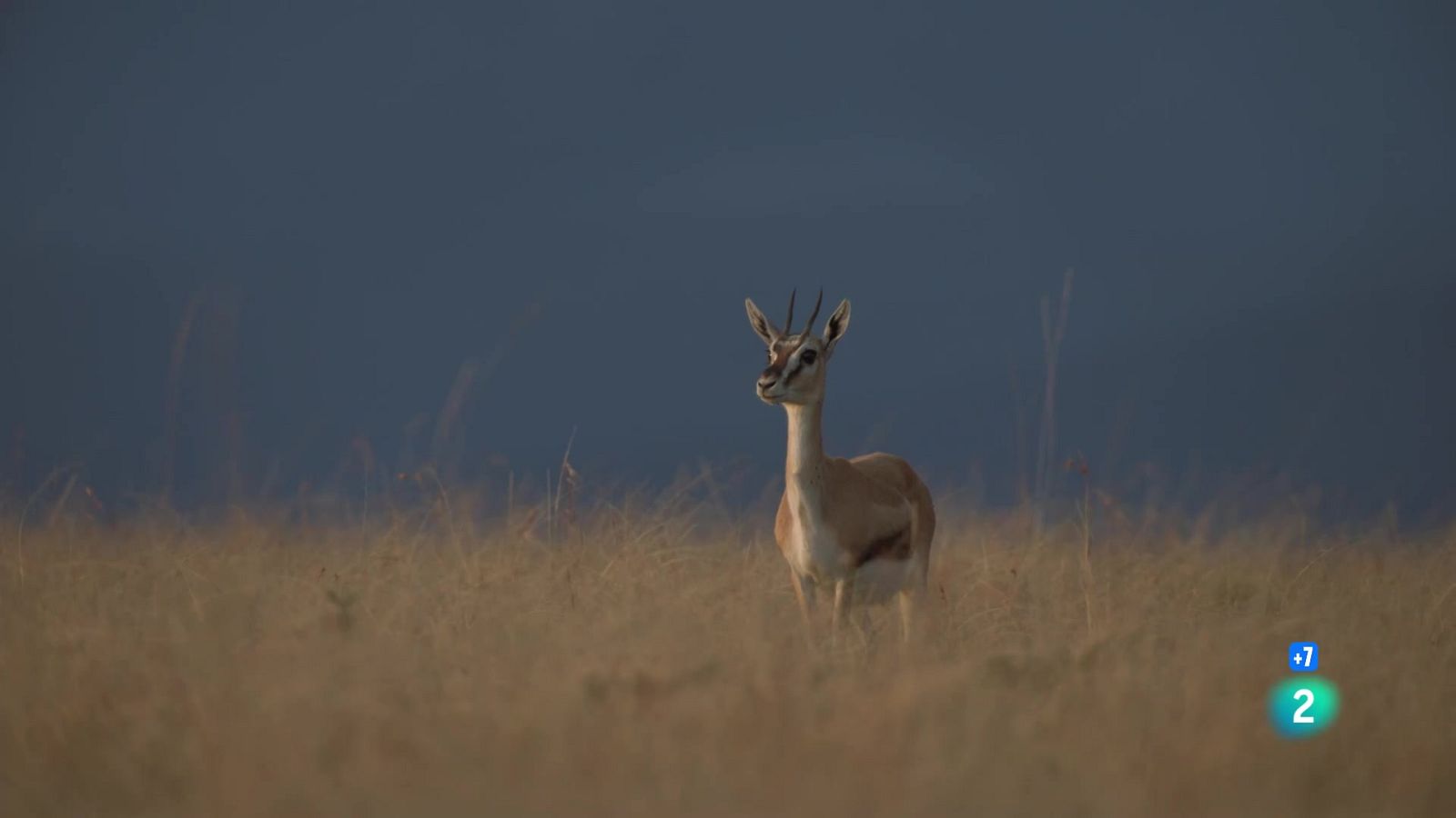 Grans documentals - Perseguint la pluja: Sang i pols - Veure ara