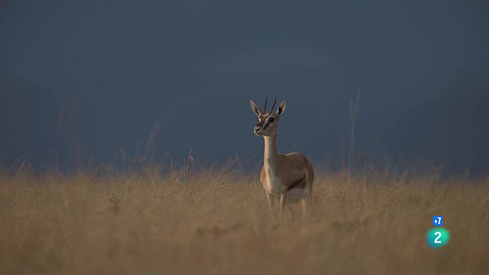 Som Documentals - Perseguint la pluja: Sang i pols