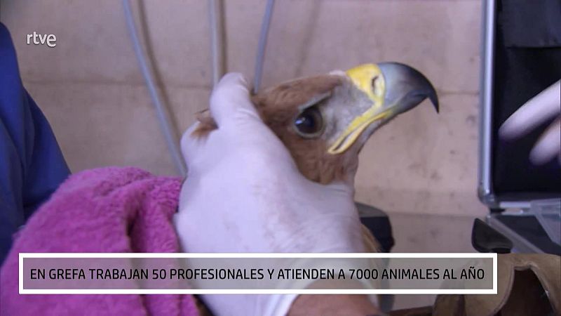 Hospital de rescate - Aquí hay trabajo | Ver