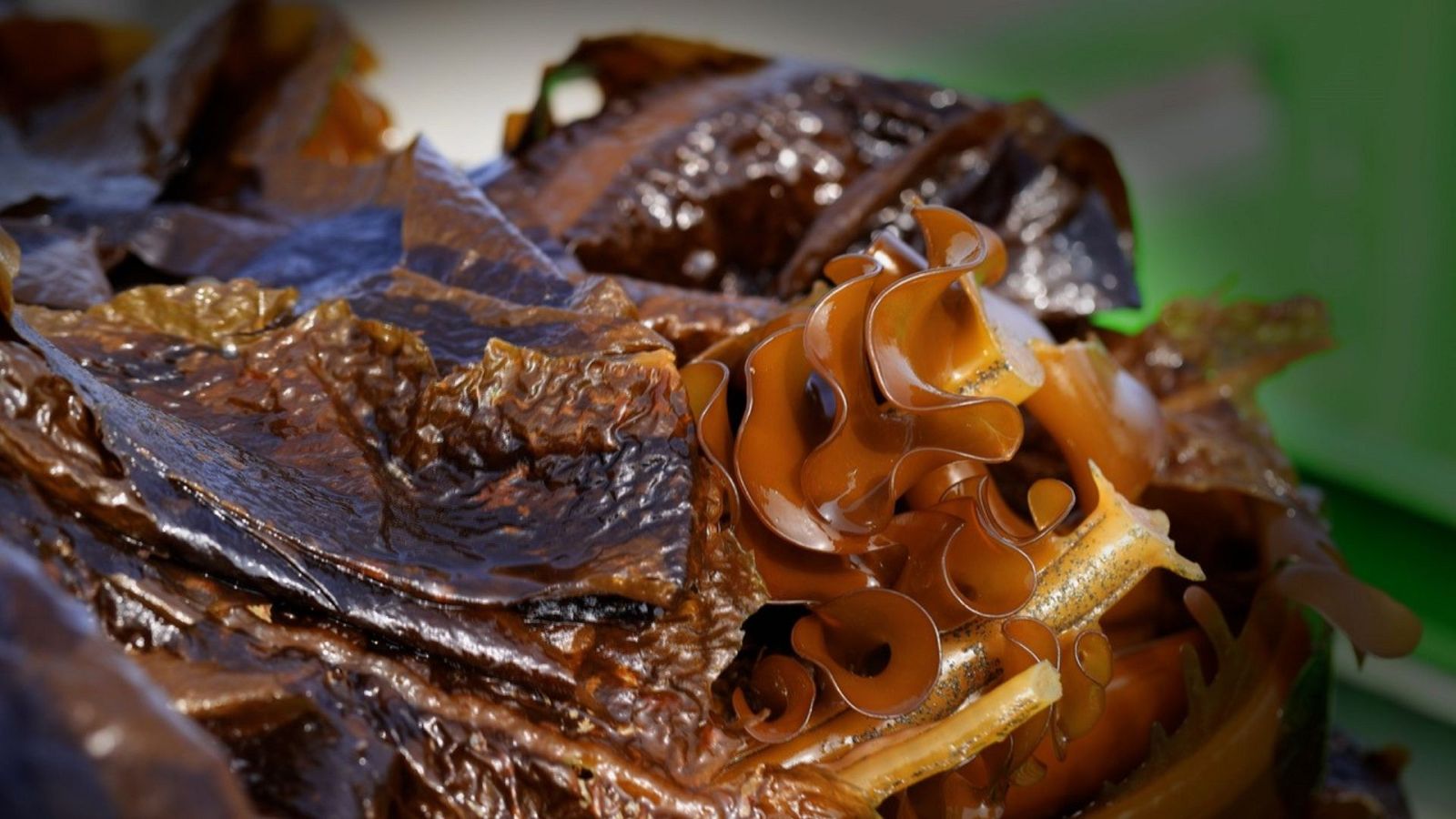 Maestros de los sabores - T2 - Episodio 2: Los maestros de las algas - ver ahora