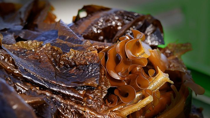 Maestros de los sabores - Los maestros de las algas
