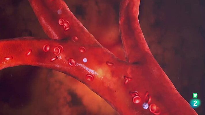 La aventura del Saber - Luis Quevedo. Investigaciones científicas