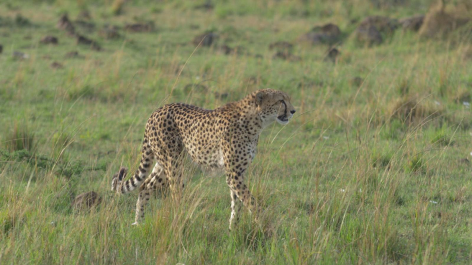 Persiguiendo la lluvia - Episodio 4: La historia desde dentro - ver ahora