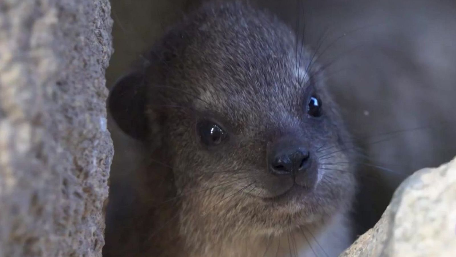 Bebés damanes - Aquí la Tierra | Ver