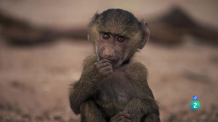 Som Documentals - Perseguint la pluja: La història per dins