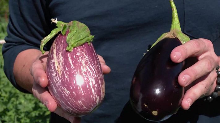 Aquí la Tierra - Berenjenas de colores