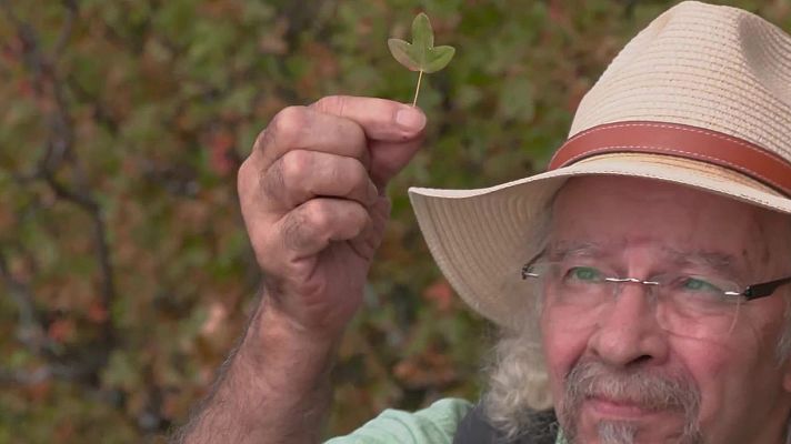 Aquí la Tierra - Juan Plantas. El Arce