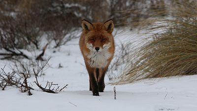 Somos documentales - Zorros peque�os con una gran personalidad - ver ahora