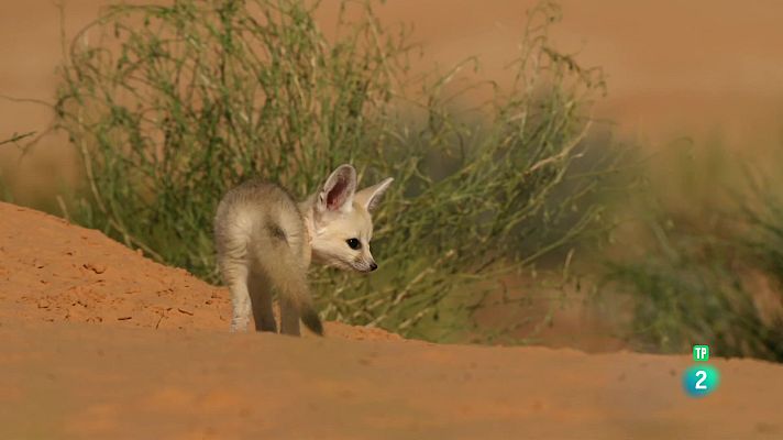 Som Documentals - Guineus petites amb una gran personalitat