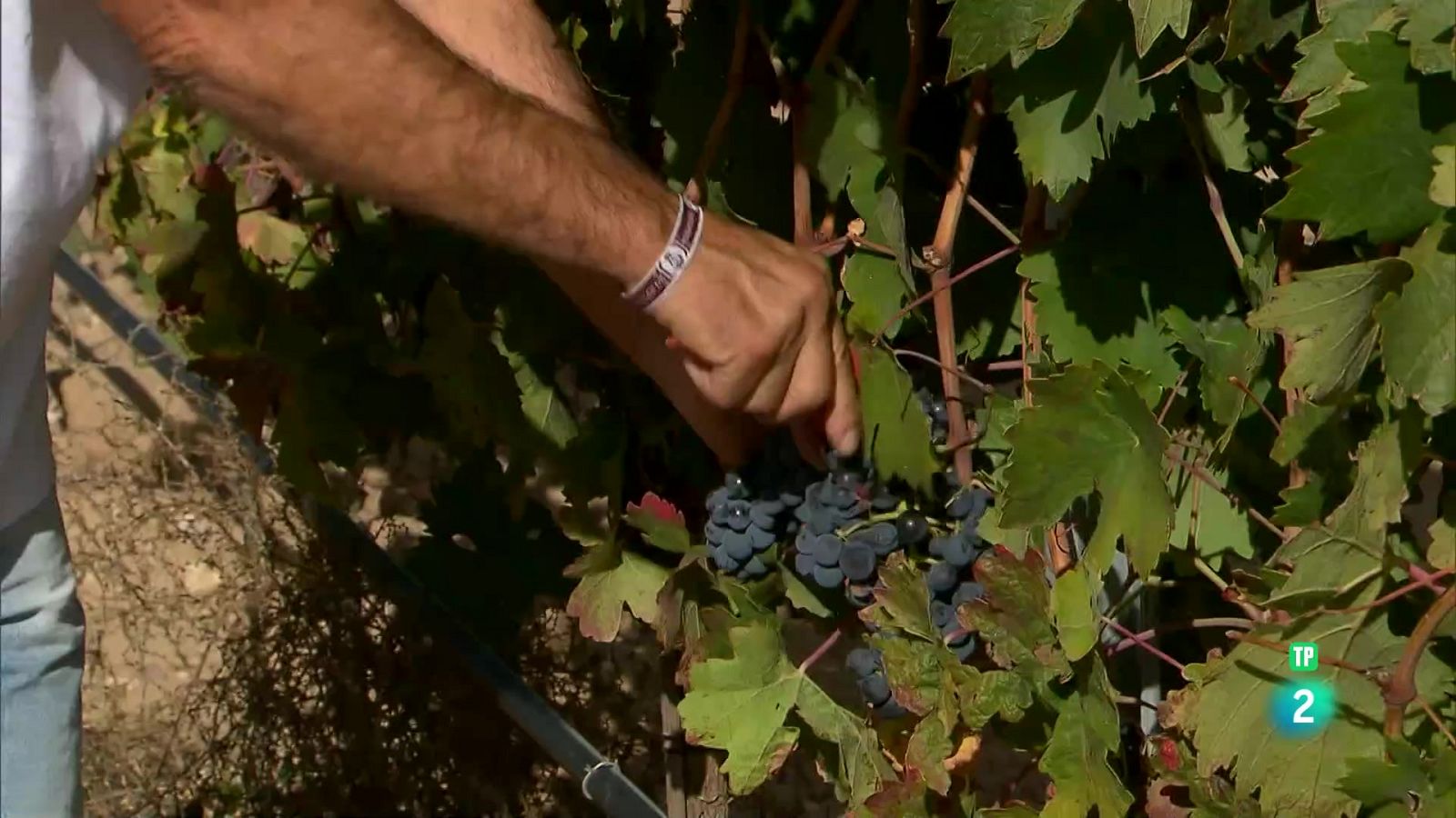 Entre viñas - Aquí hay trabajo | Ver