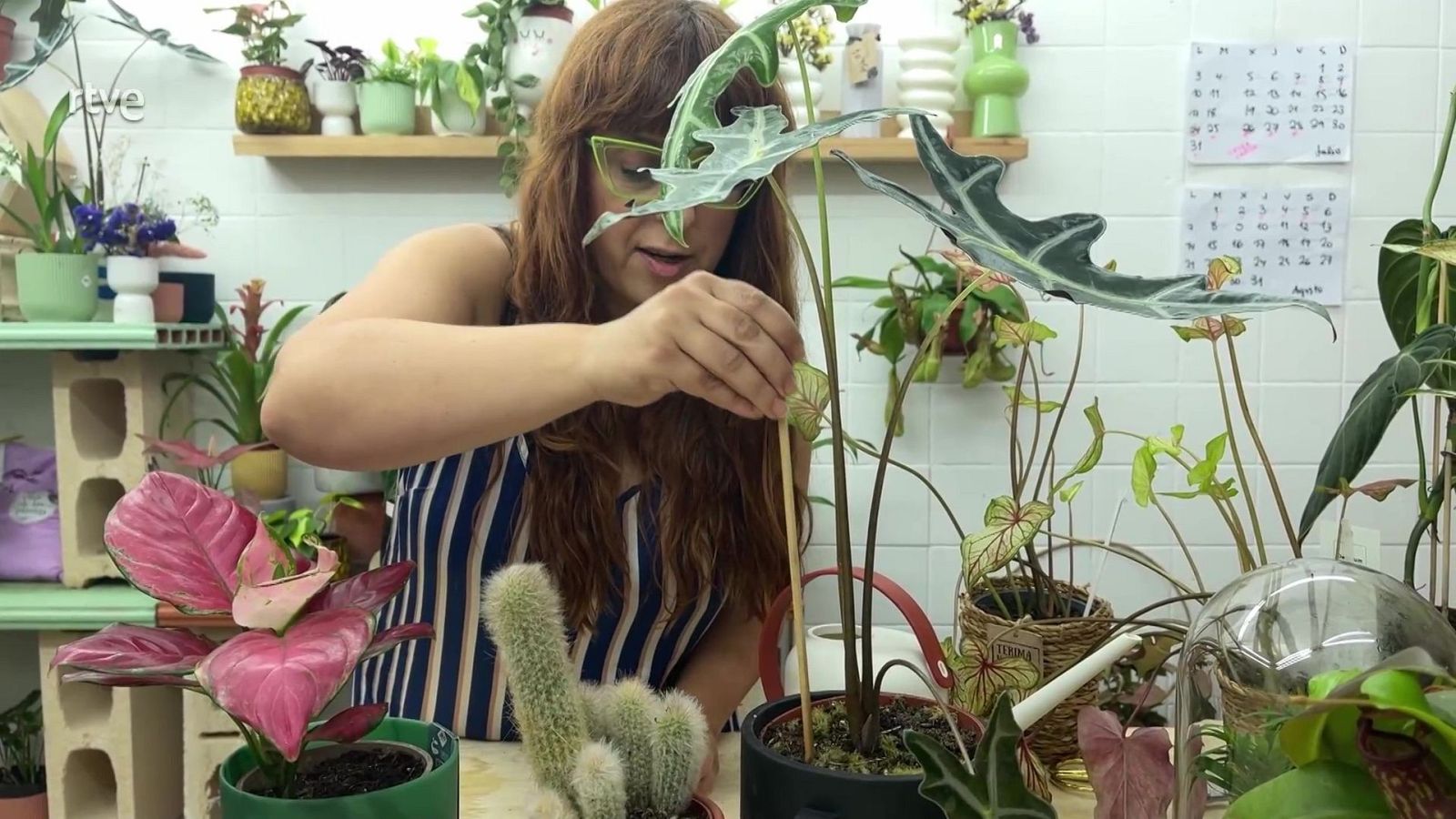 Trucs per regar les plantes - Va de Verd - Va de verd | Veure