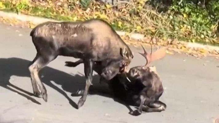 Aquí la Tierra - Pelea de alces en Alaska