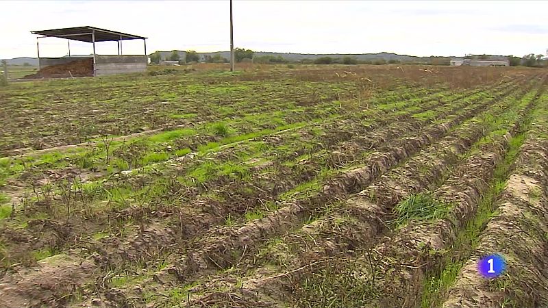 La lluvia amenaza a la patata | Ver