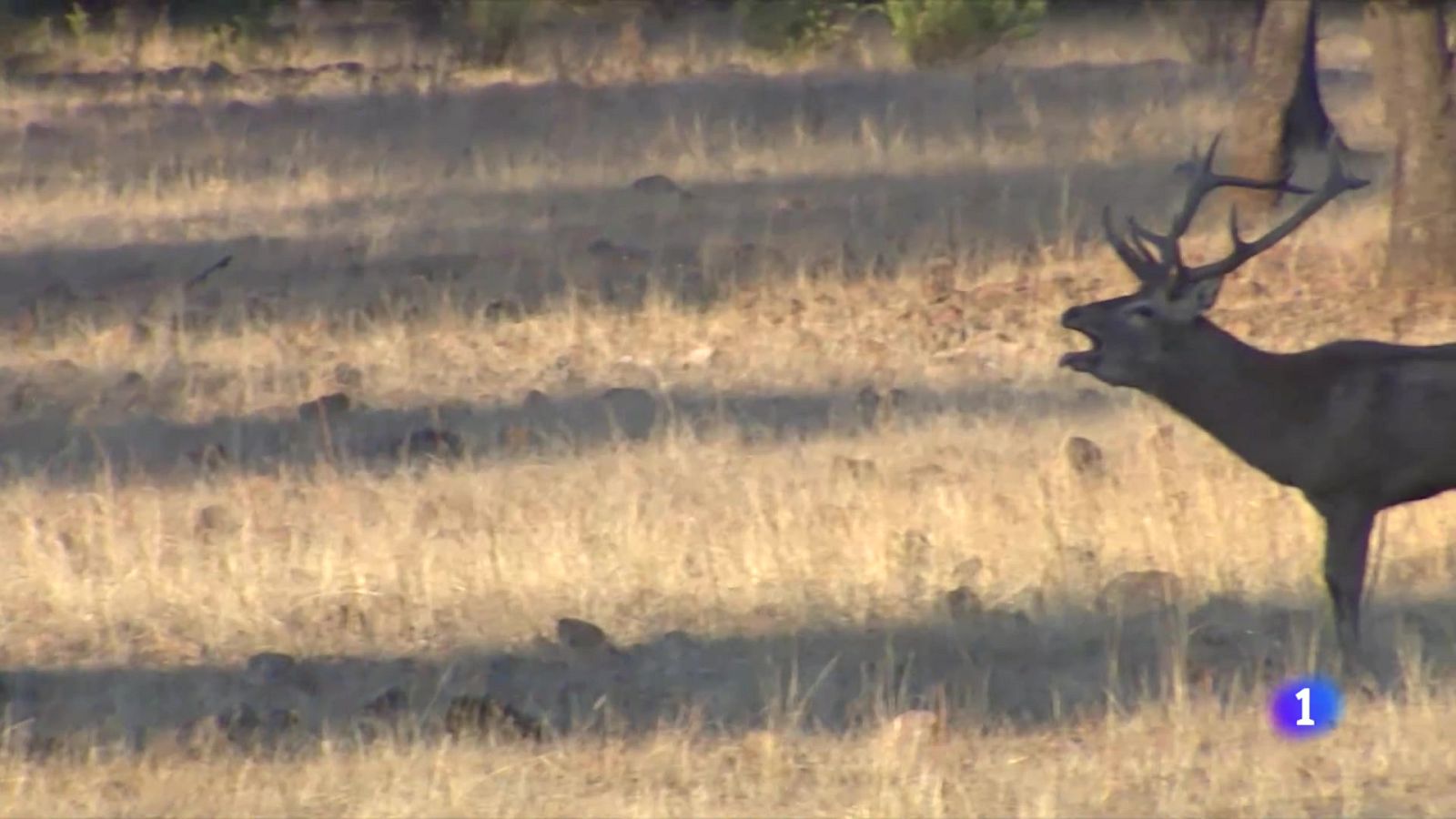 Tiempo de berrea,  cuando los ciervos buscan demostrar su poder y aparearse | Ver