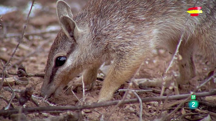 Som Documentals - Animals al natural: Marsupials