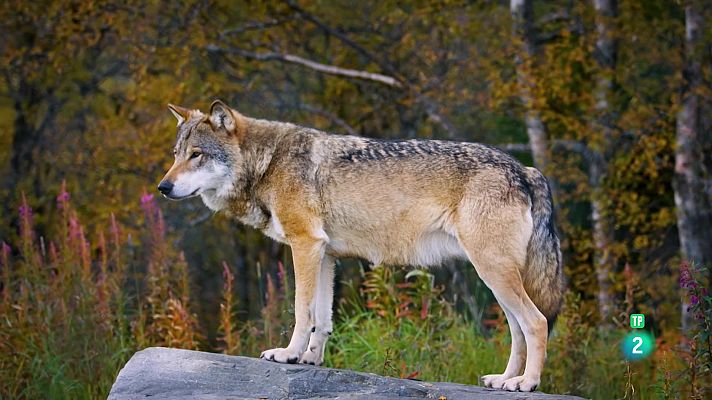 Som Documentals - Animals al natural: Gossos salvatges