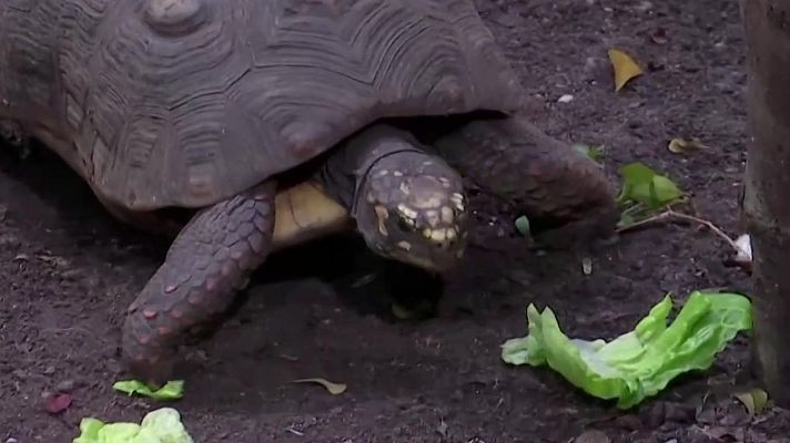 Aquí la Tierra - La vida silvestre cae en un 73% desde 1970