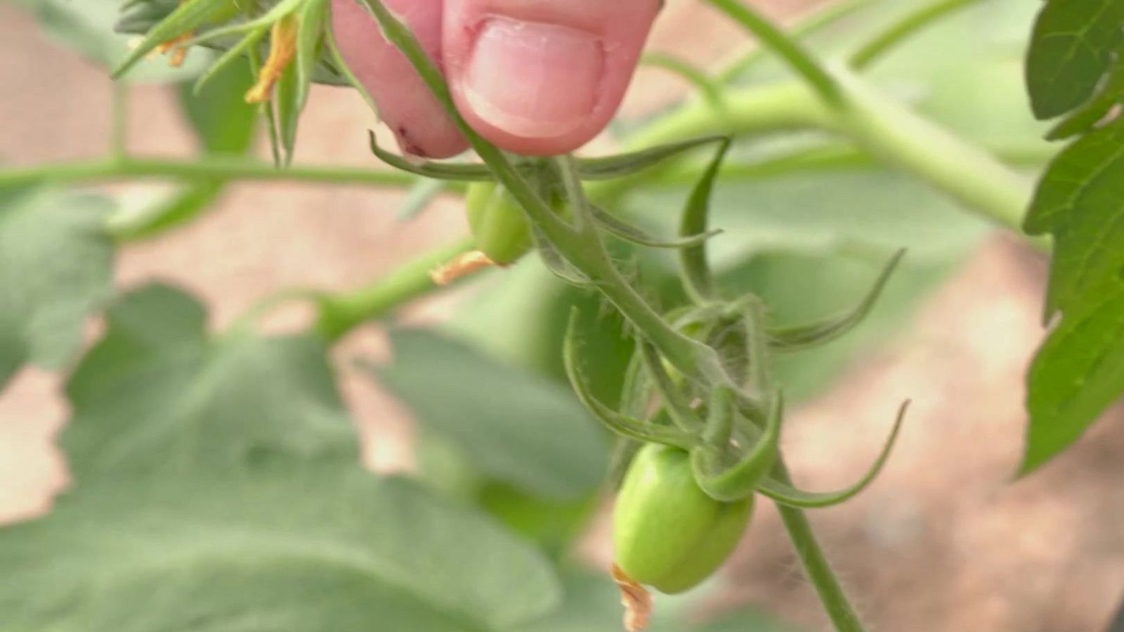 El invernadero de Lola: tomates y pimientos - Aquí la Tierra | Ver