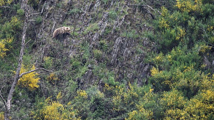 Telediario 1 - Un oso atemoriza a un pueblo de Asturias