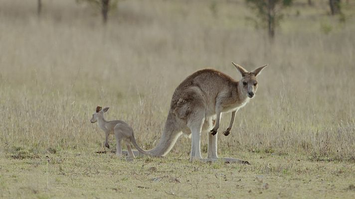 La vida secreta de los canguros - La vida de un macho