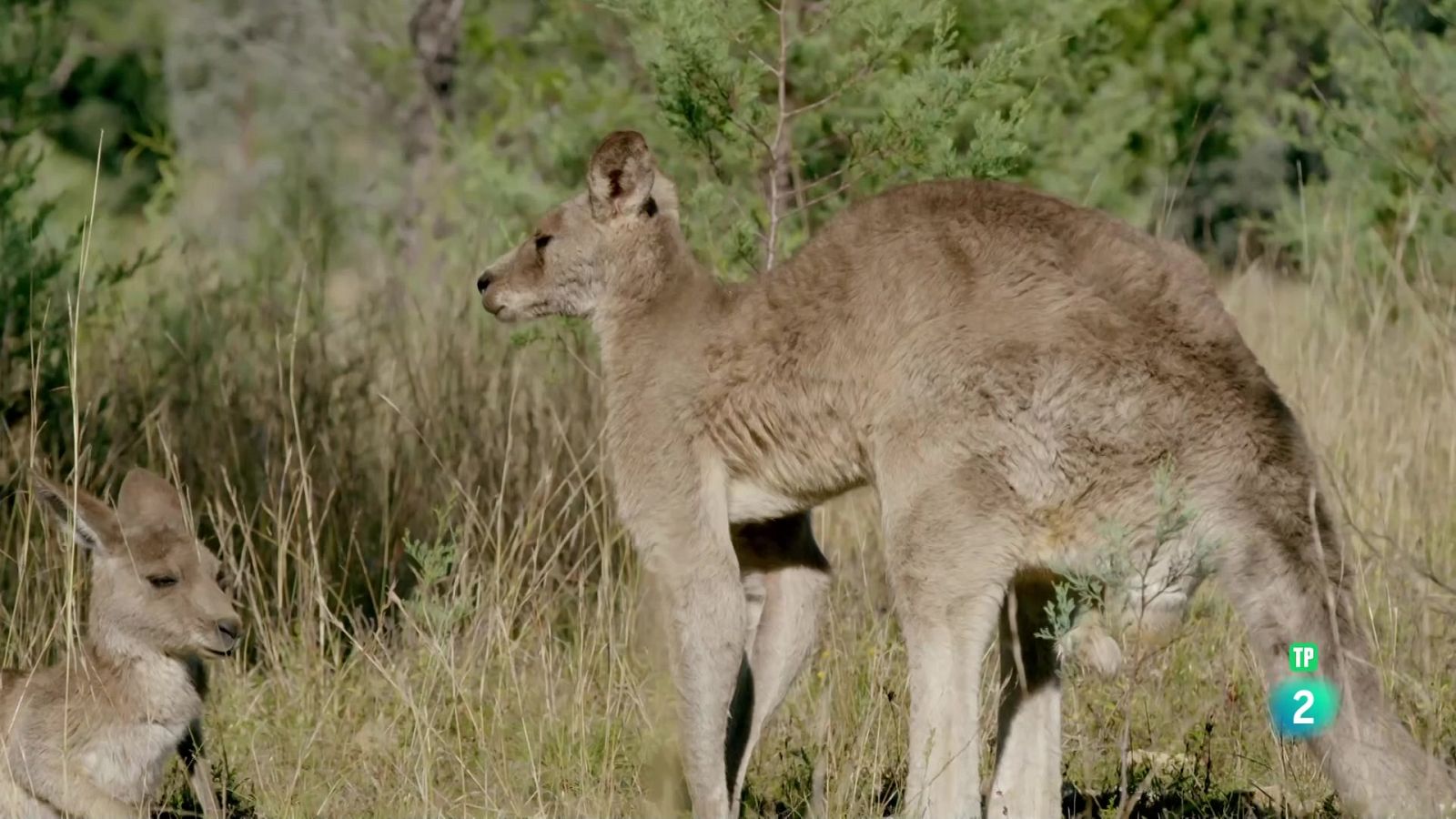 Grans documentals - La vida secreta dels cangurs: La vida d'un mascle - Veure ara
