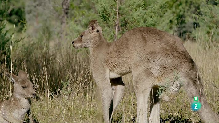 Som Documentals - La vida secreta dels cangurs: La vida d'un mascle