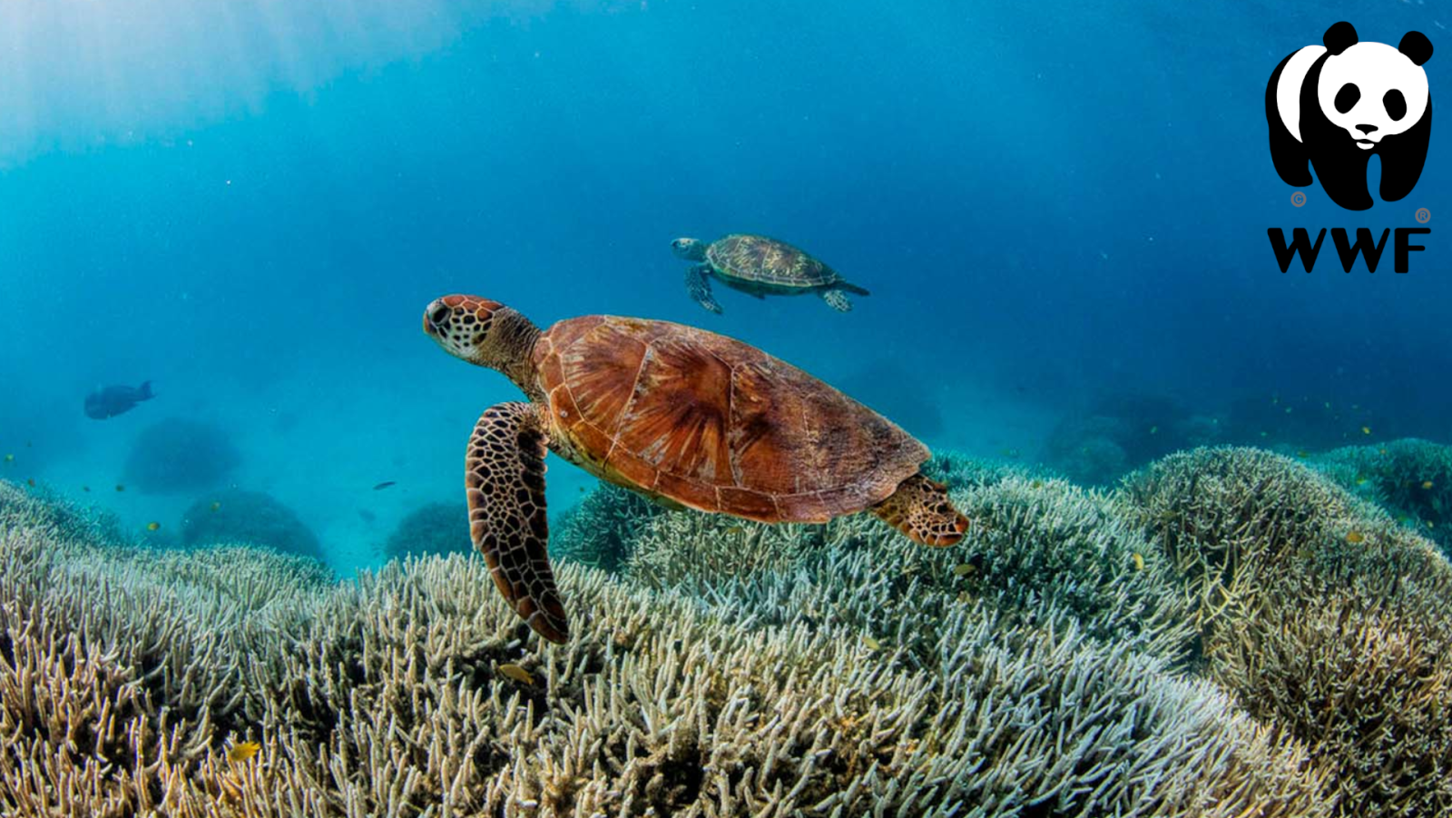 Informe Planeta Vivo WWF | Ver