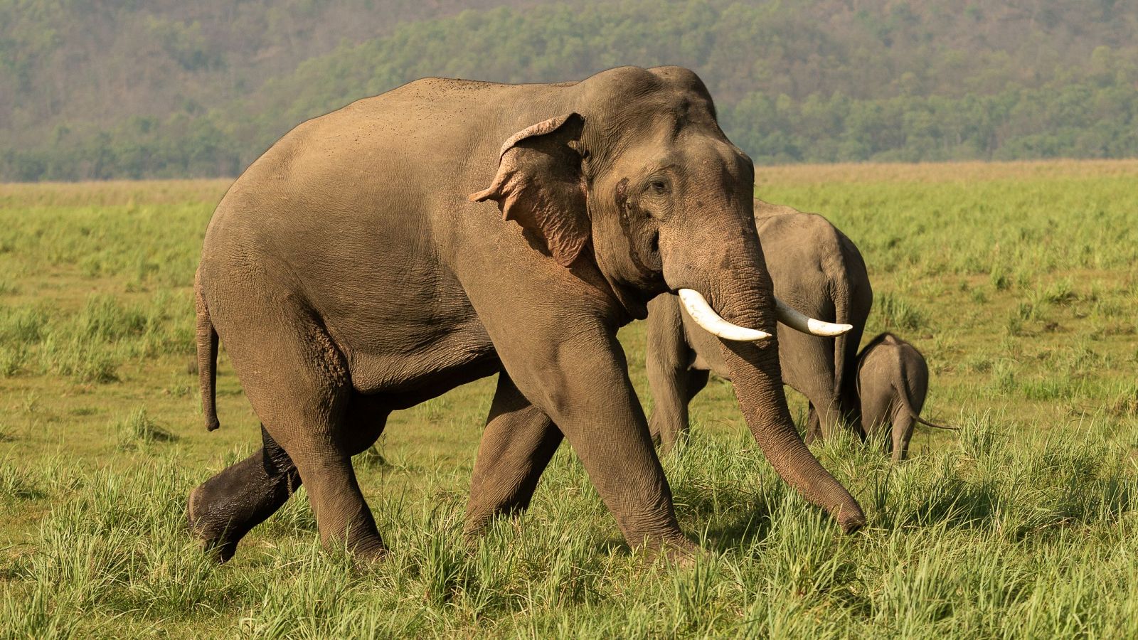 Elefante muy enfadado - Aquí la Tierra | Ver