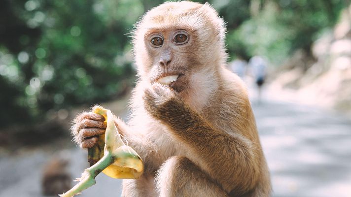 Aquí la Tierra - Un mono muy aplicado
