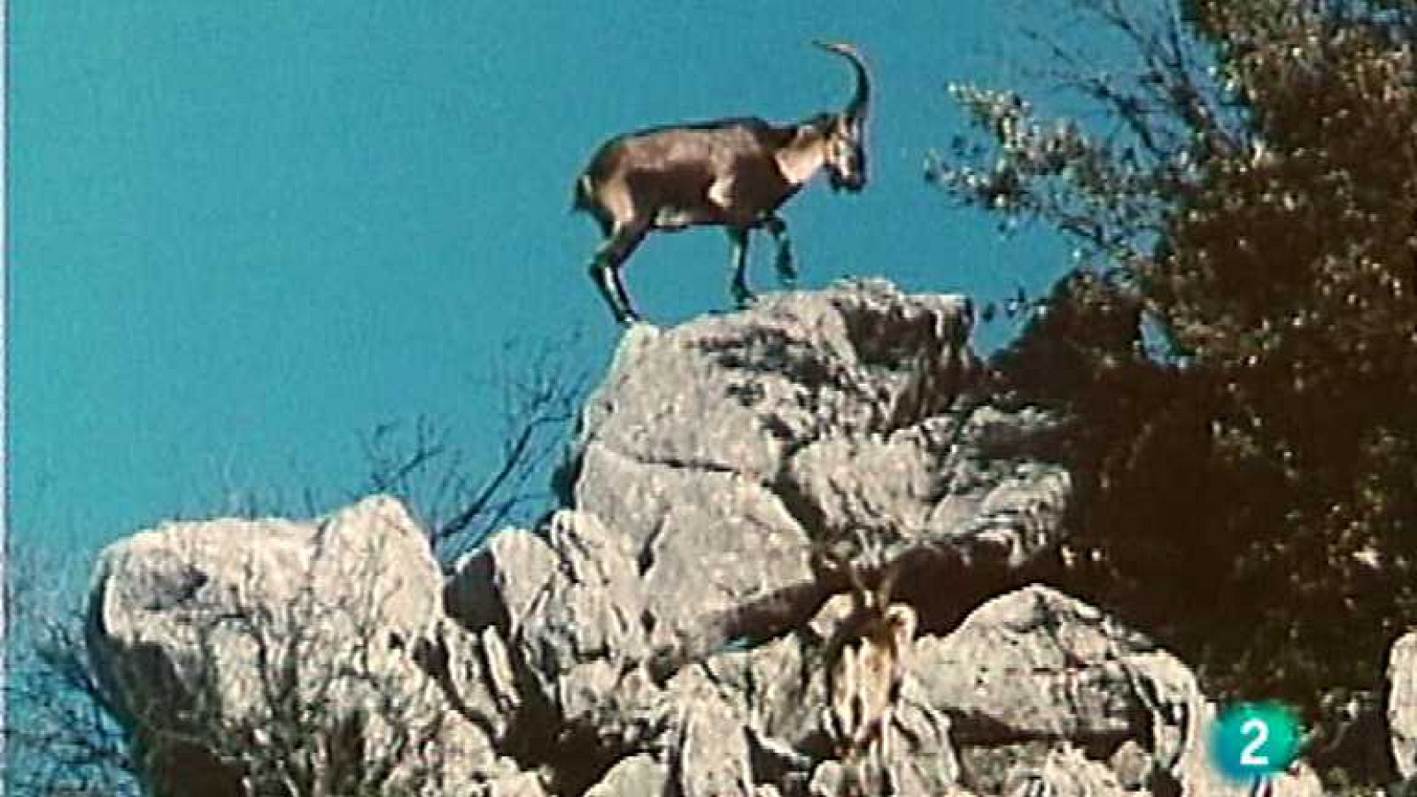 El Bosque protector - Cazorla, madera y hombre - Ver ahora