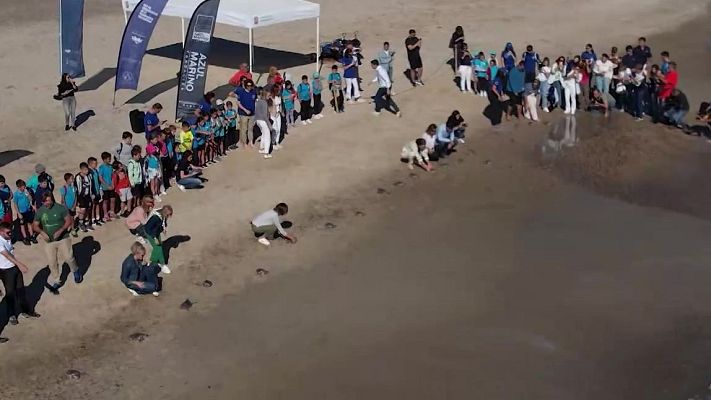 Aquí la Tierra - Animalito Tortugas